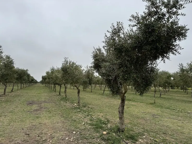 Societat Agrícola Siurana S.L.