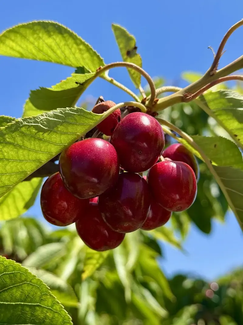 Cerezas — два дня pick-your-own от Сегре до Эмпорды