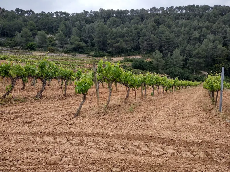 Puig Batet- Finca Corral d'en Massó