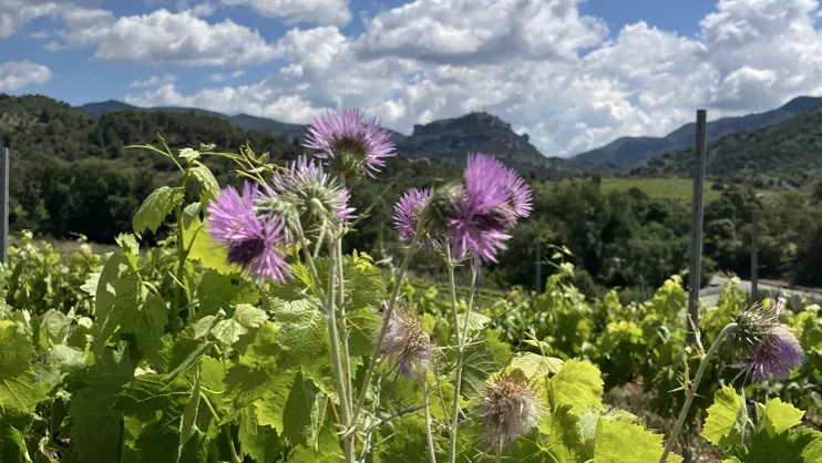 Gritelles Winery