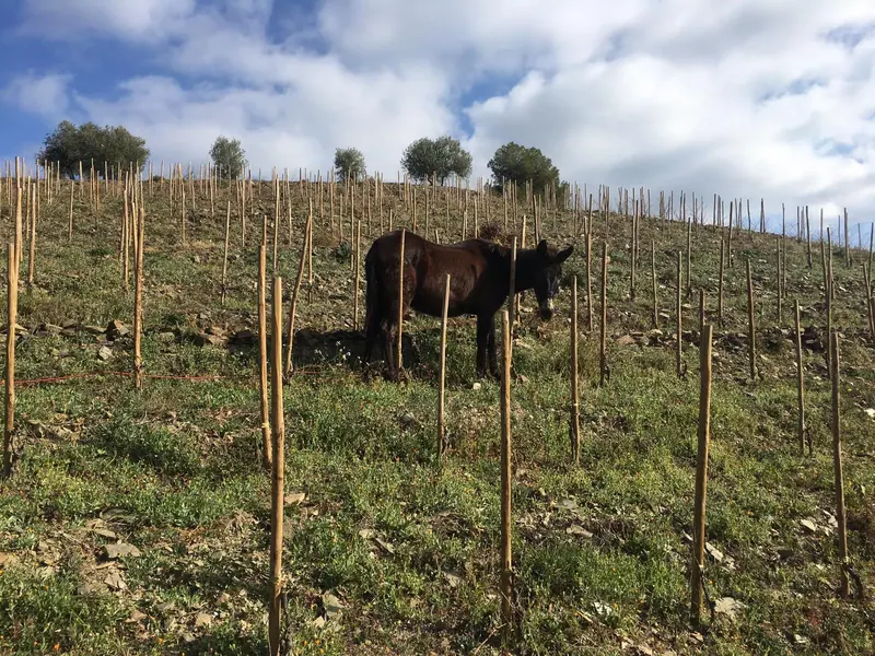 Priorat & Montsant — большие красные, узкие дороги, осенние холмы